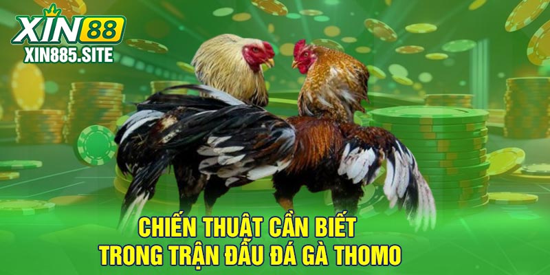 Chiến thuật cần biết trong trận đấu đá gà Thomo