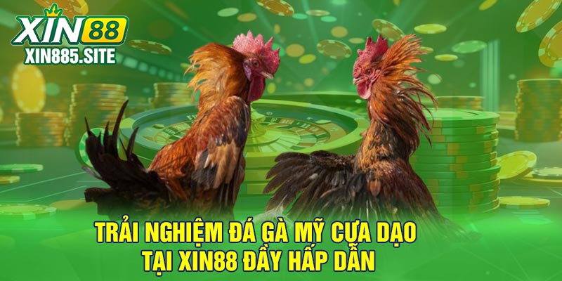 Trải nghiệm đá gà Mỹ cựa dạo tại Xin88 đầy hấp dẫn