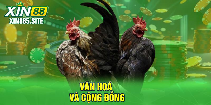 Văn hoá và cộng đồng